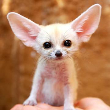 Winki