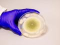 post_big/Aspergillus_flavus.jpg