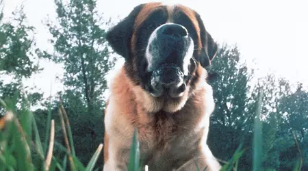 Netflix planlegger å filmatisere Kings roman Cujo om en forferdelig hund